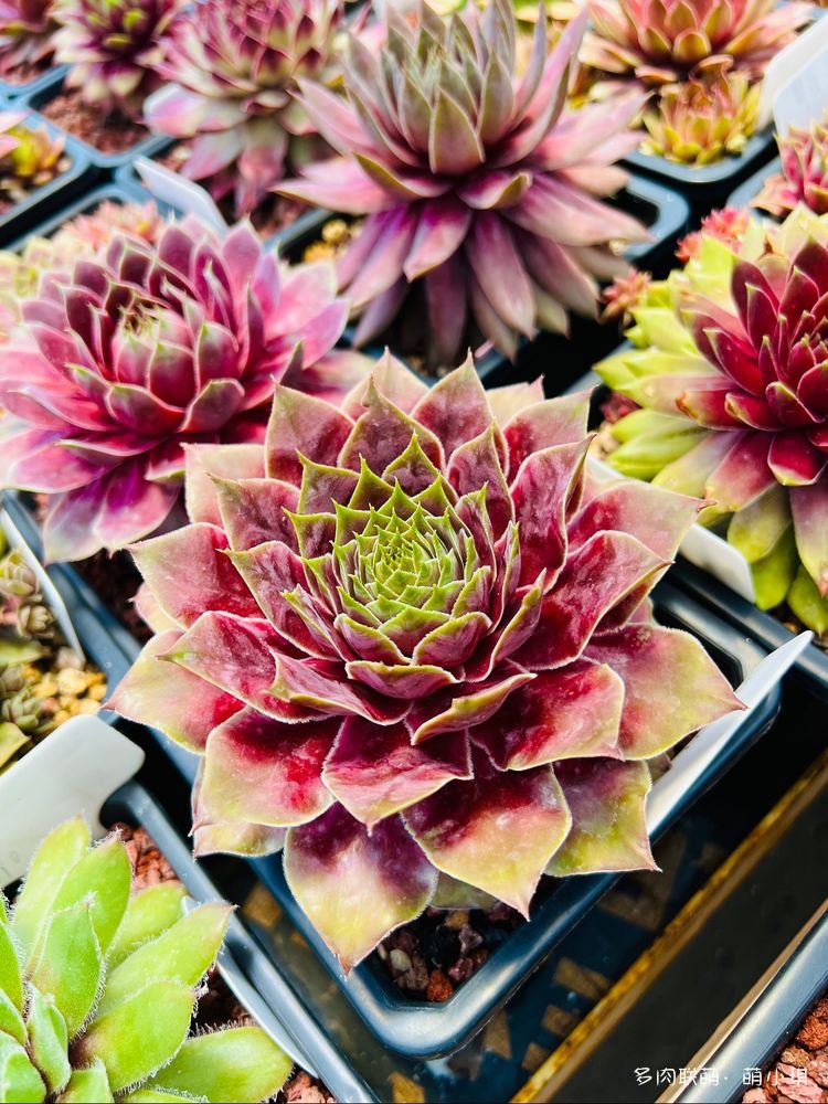 长生草