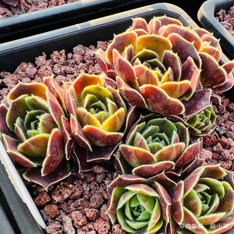 神须草