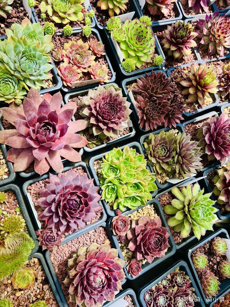 长生草