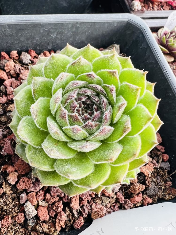 长生草