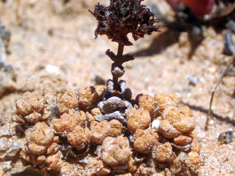 Crassula columnaris ssp. prolifera