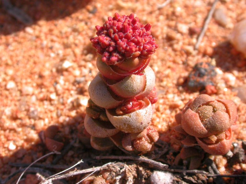 Crassula columnaris ssp. prolifera