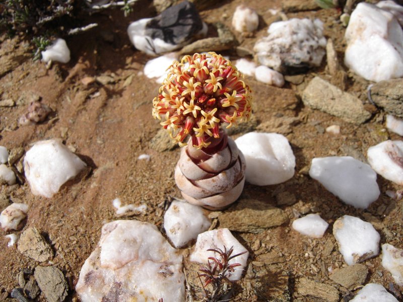 Crassula columnaris ssp. prolifera