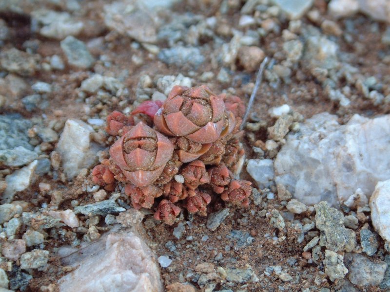 丽人 Crassula columnaris