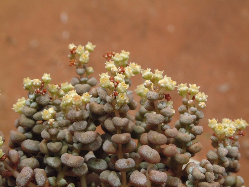 白妙 Crassula corallina