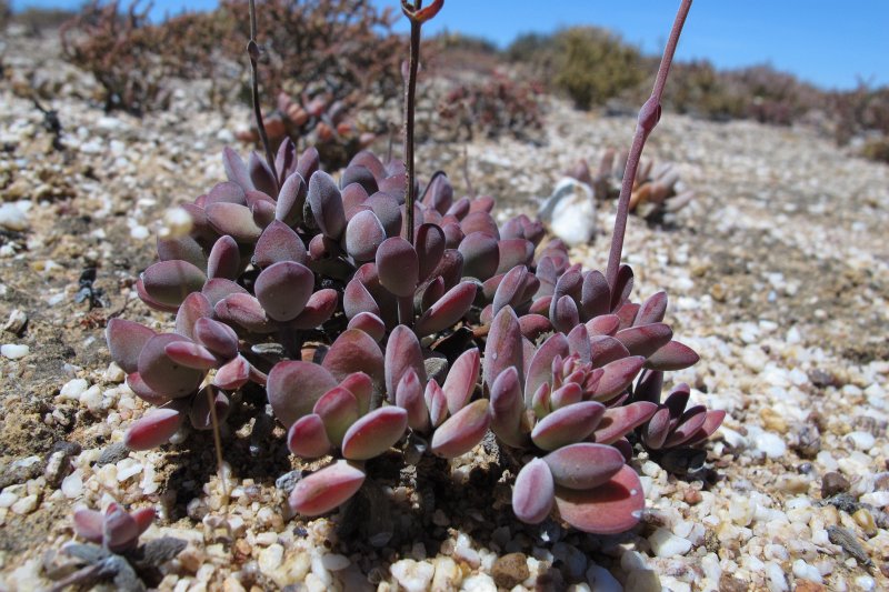 圆刀 Crassula cotyledonis