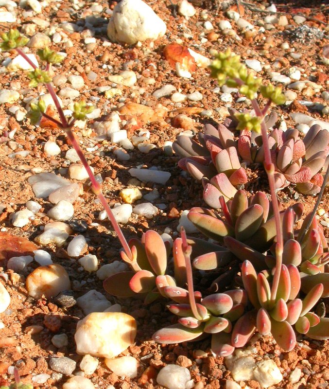 圆刀 Crassula cotyledonis