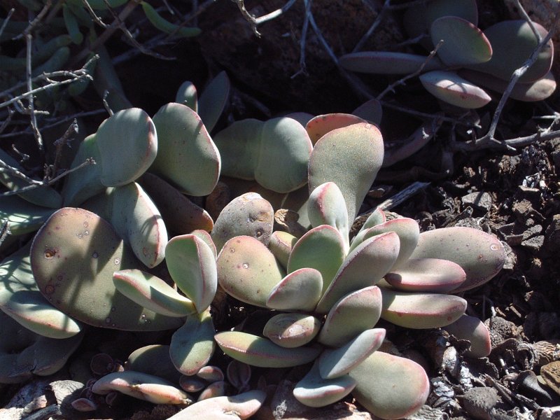 圆刀 Crassula cotyledonis