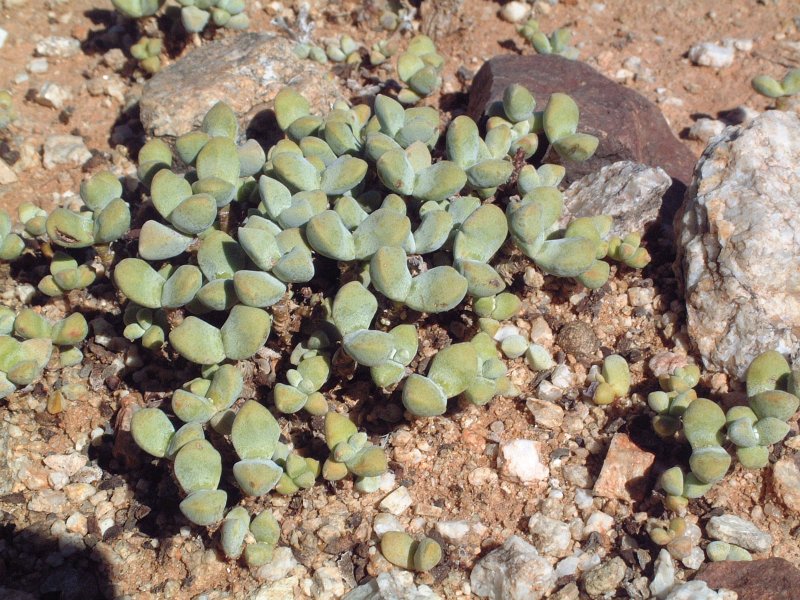 白鹭 Crassula deltoidea