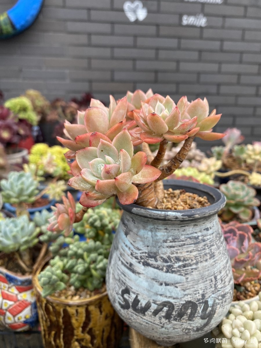 丝绸面纱