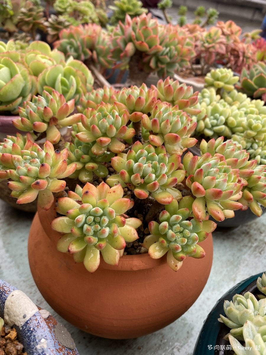 蓝苹果