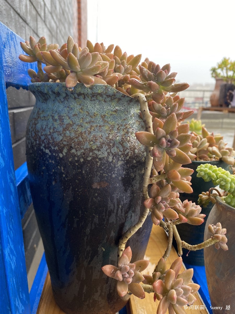 秋丽