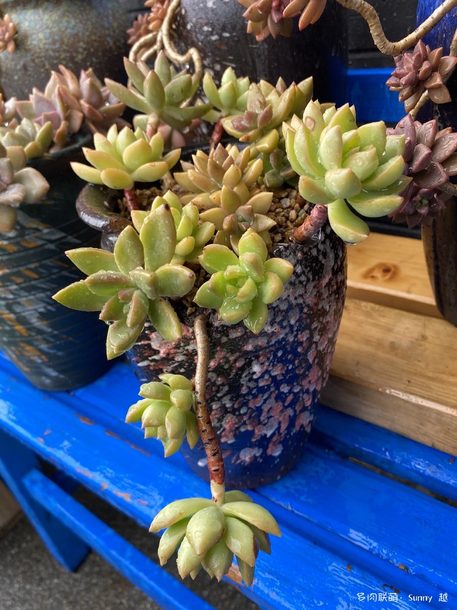 布丁和黄丽