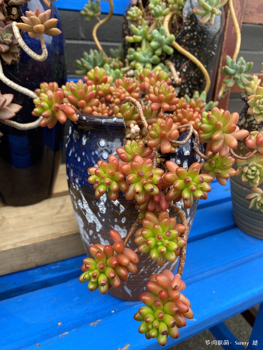 虹之玉