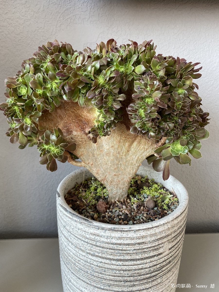 韶羞缀化
