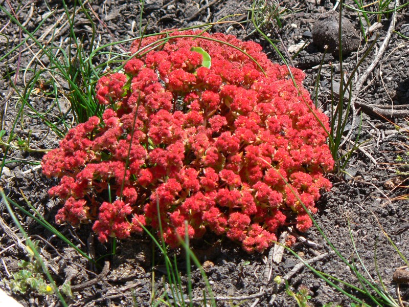 Crassula vaillantii