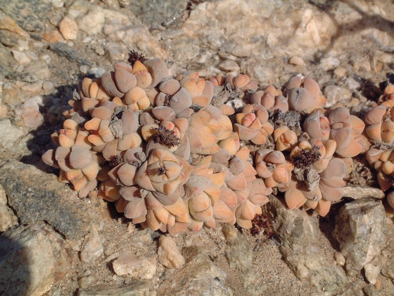 Crassula elegans ssp. namibensis 红数珠