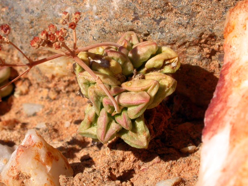 精灵豆 Crassula elegans