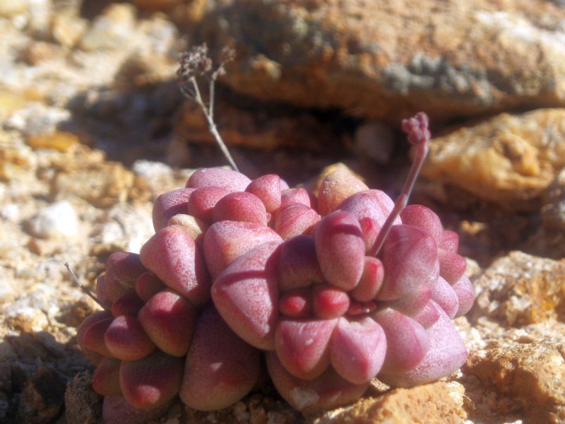 精灵豆 Crassula elegans