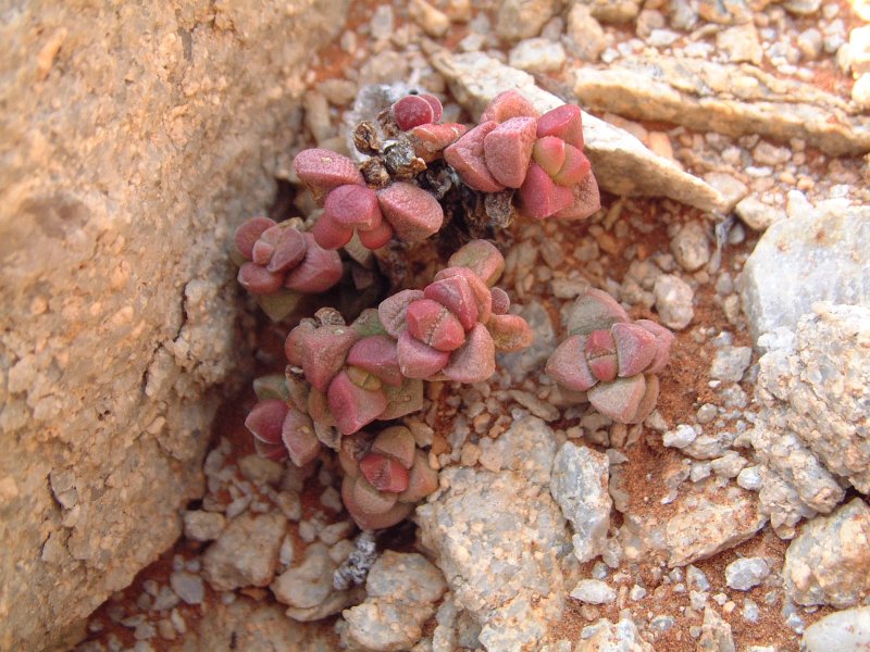 Crassula elegans 精灵豆