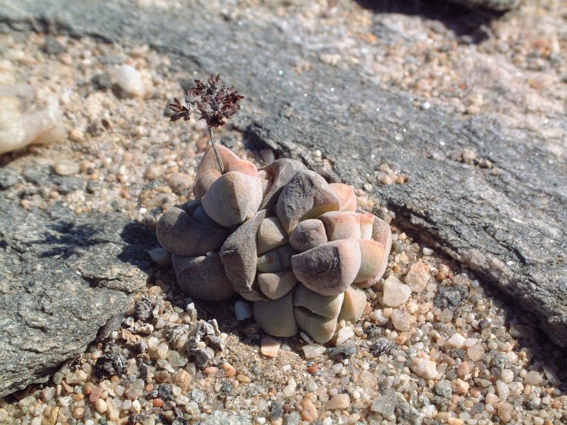 Crassula elegans ssp. namibensis 红数珠