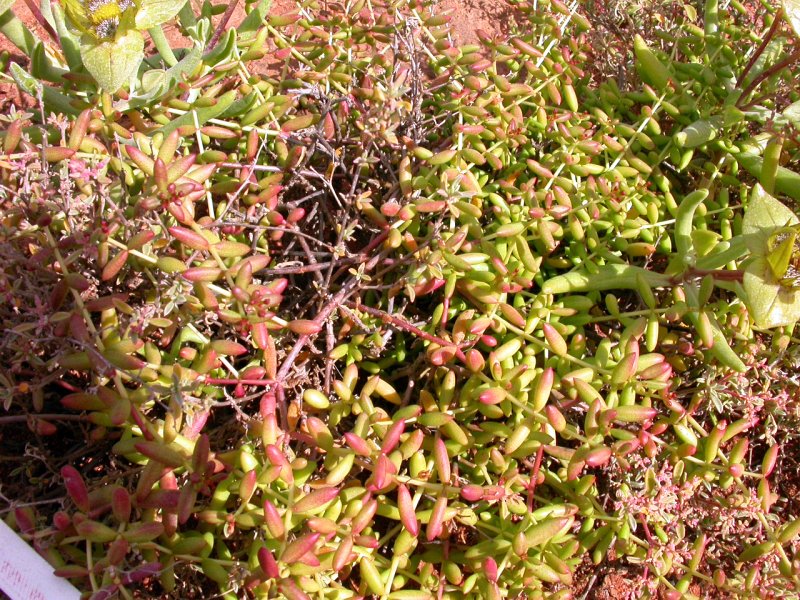 Crassula expansa ssp. pyrifolia