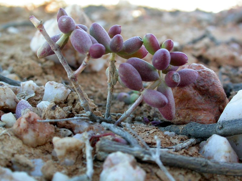 Crassula expansa ssp. pyrifolia