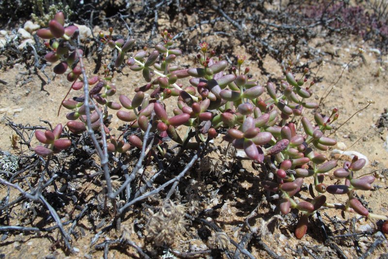 Crassula expansa ssp. pyrifolia