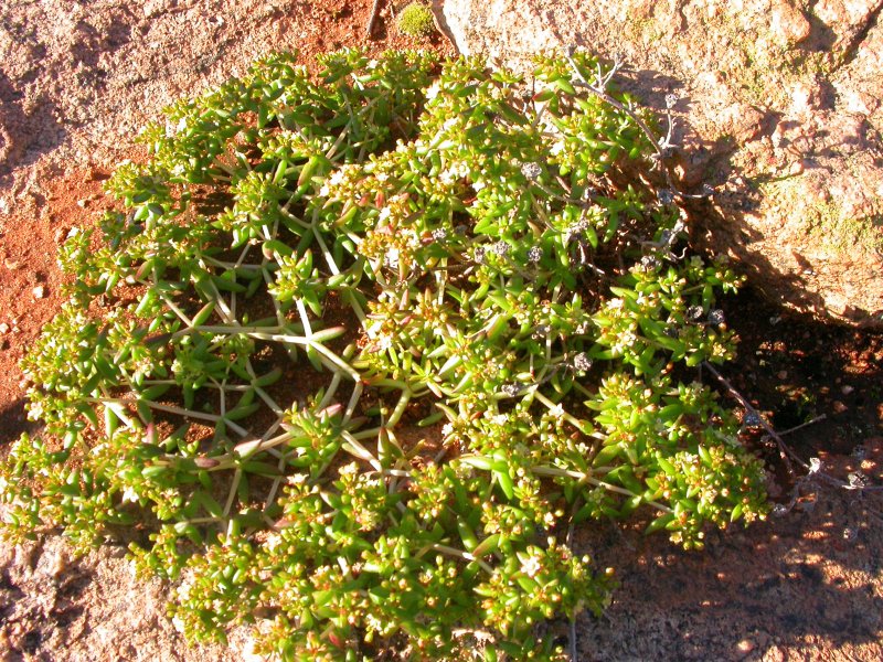 Crassula expansa ssp. expansa