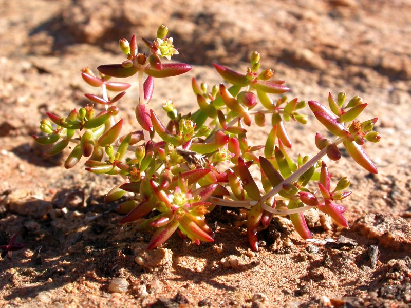 Crassula expansa ssp. expansa