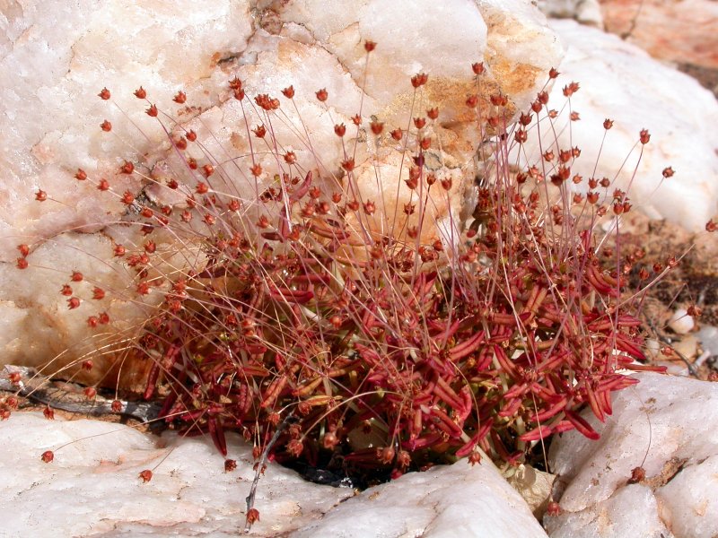 Crassula expansa ssp. expansa