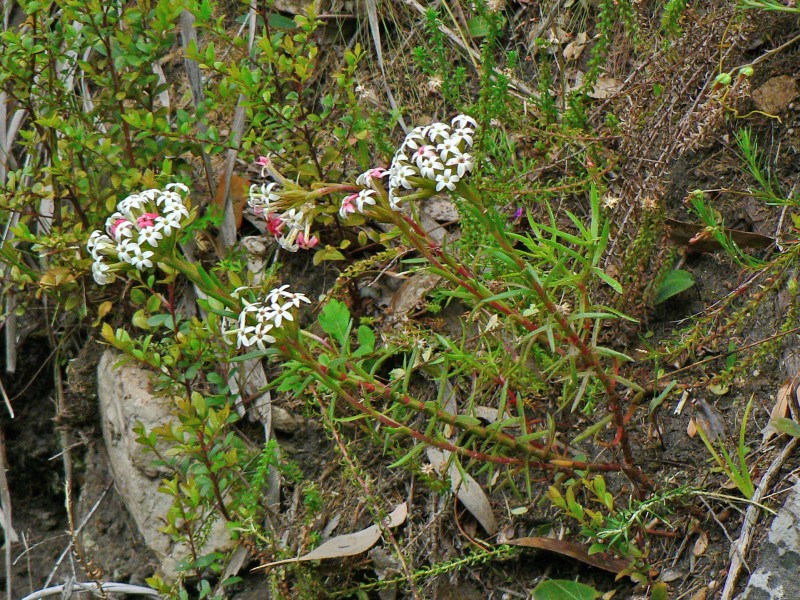 Crassula fascicularis