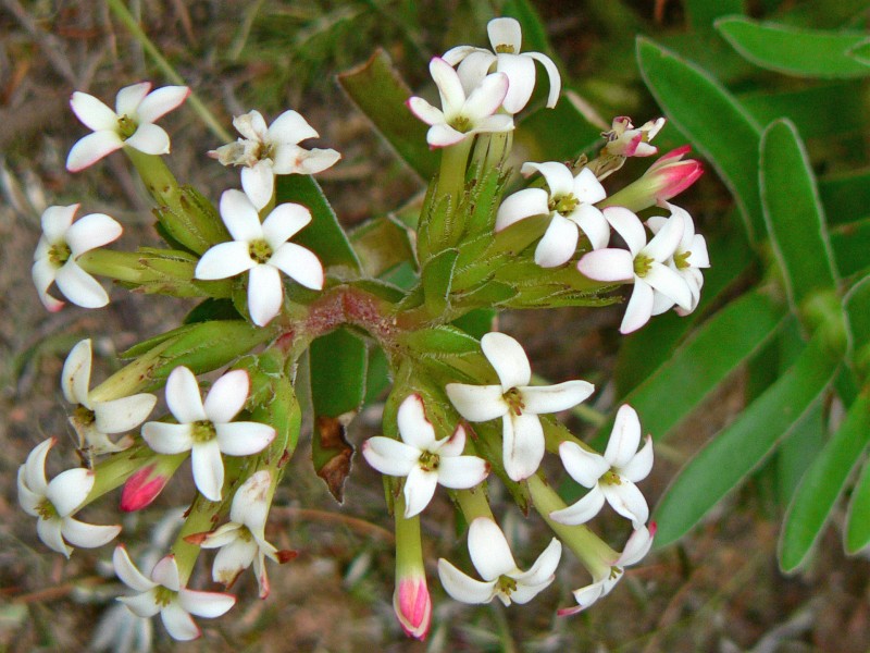 Crassula fascicularis