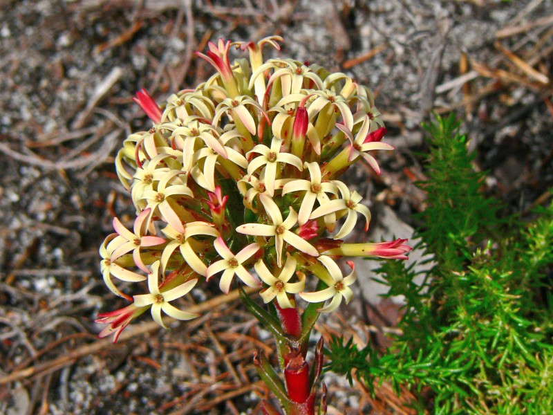 Crassula fascicularis