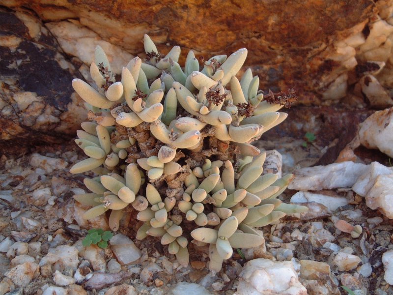 Crassula garibina