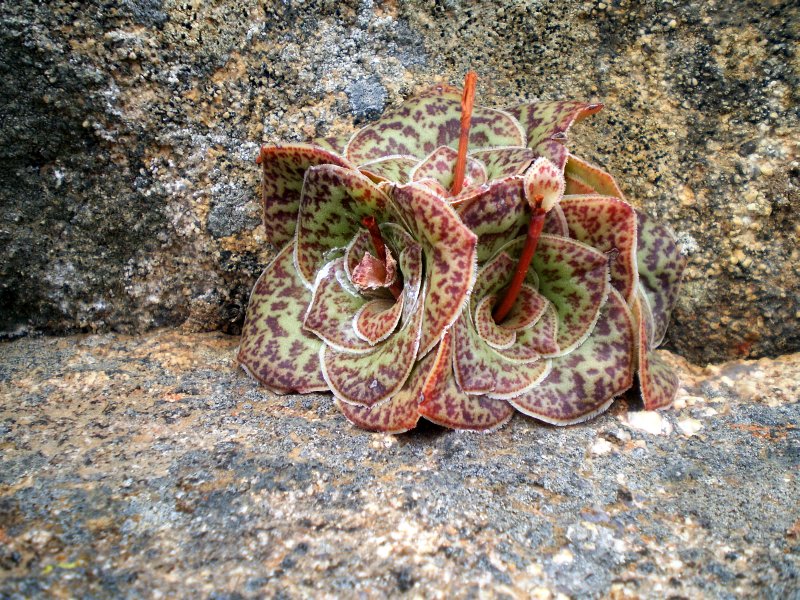 Crassula hemisphaerica  巴