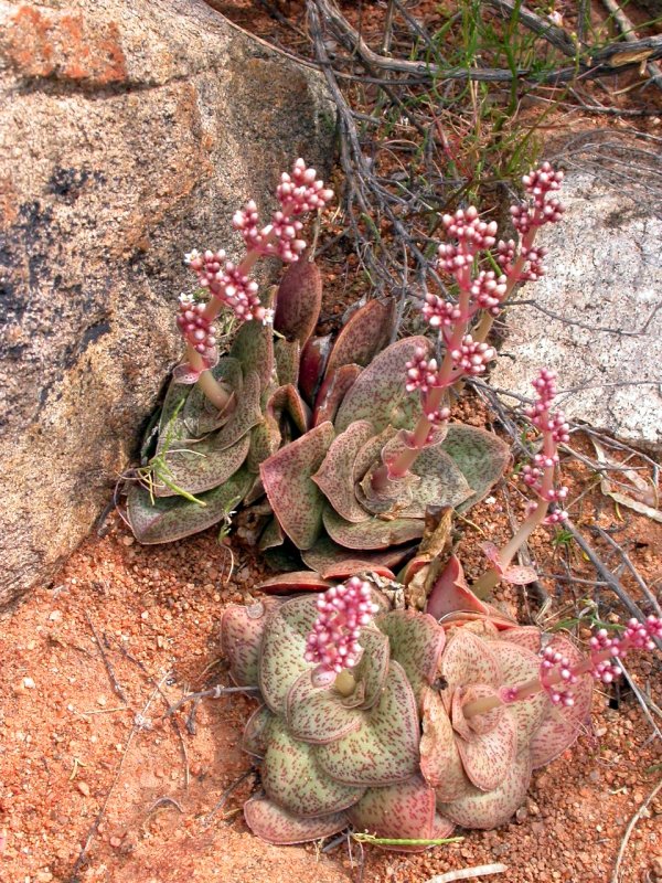 Crassula hemisphaerica  巴