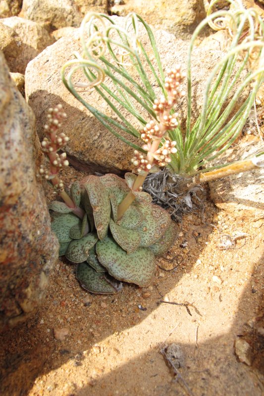 Crassula hemisphaerica  巴