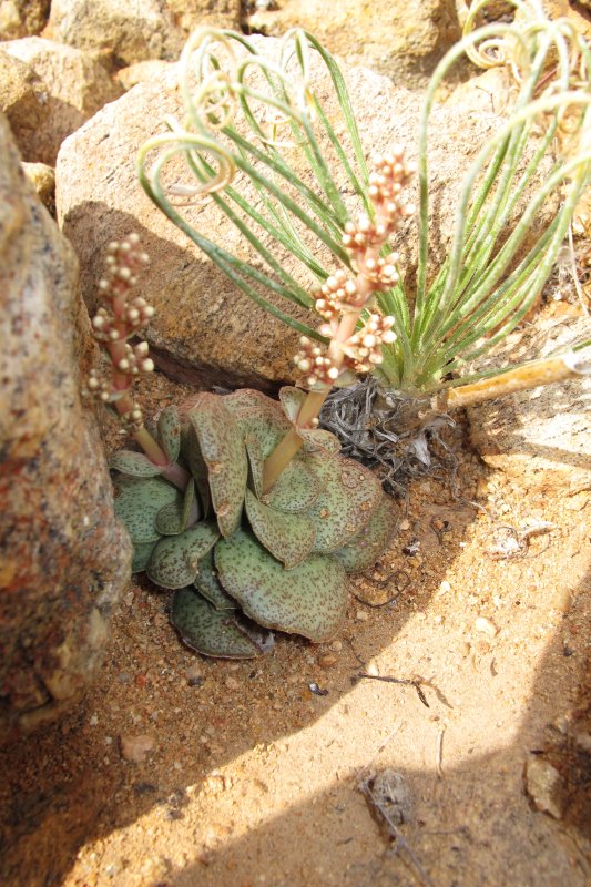 Crassula hemisphaerica  巴