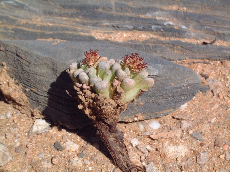 Crassula mesembrianthemopsis  都星