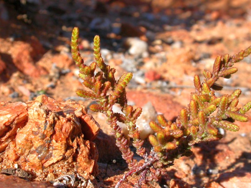 Crassula_muscosa_var.obtusifolia 若绿亚种