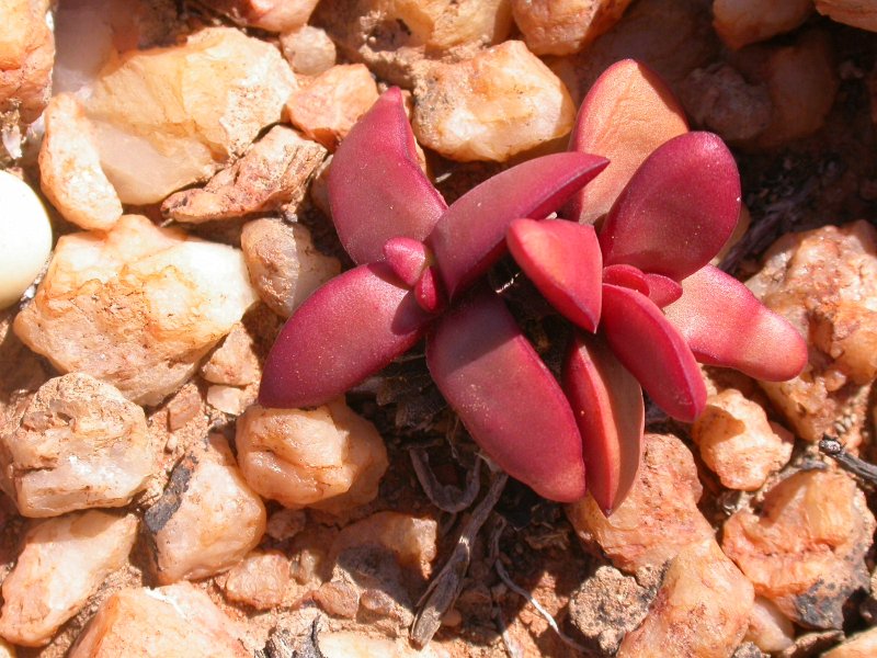 Crassula nudicaulis  裸茎青锁龙