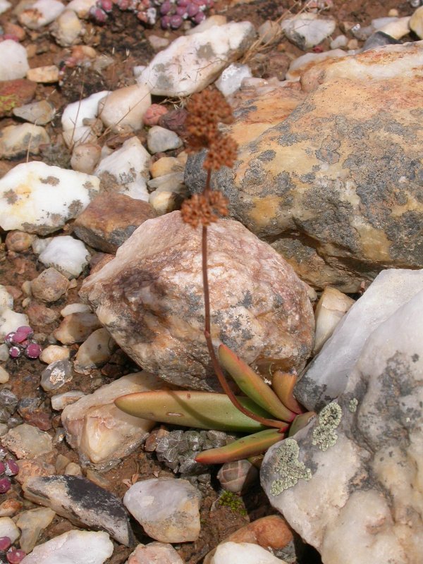 Crassula nudicaulis  裸茎青锁龙