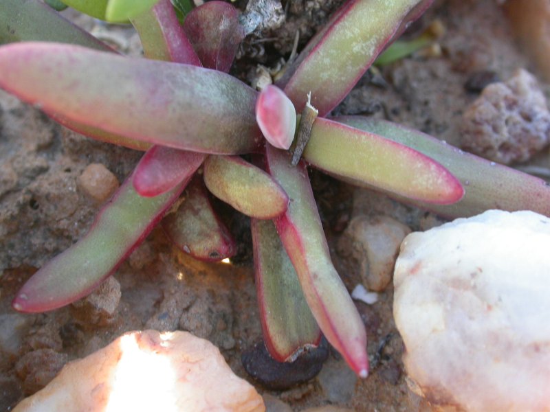 Crassula nudicaulis  裸茎青锁龙