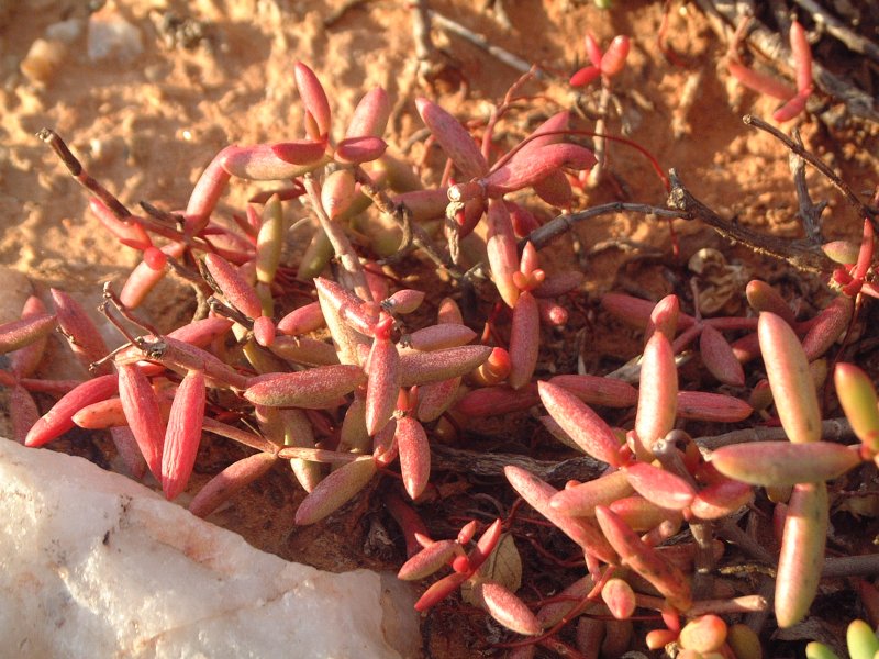 Crassula pallens