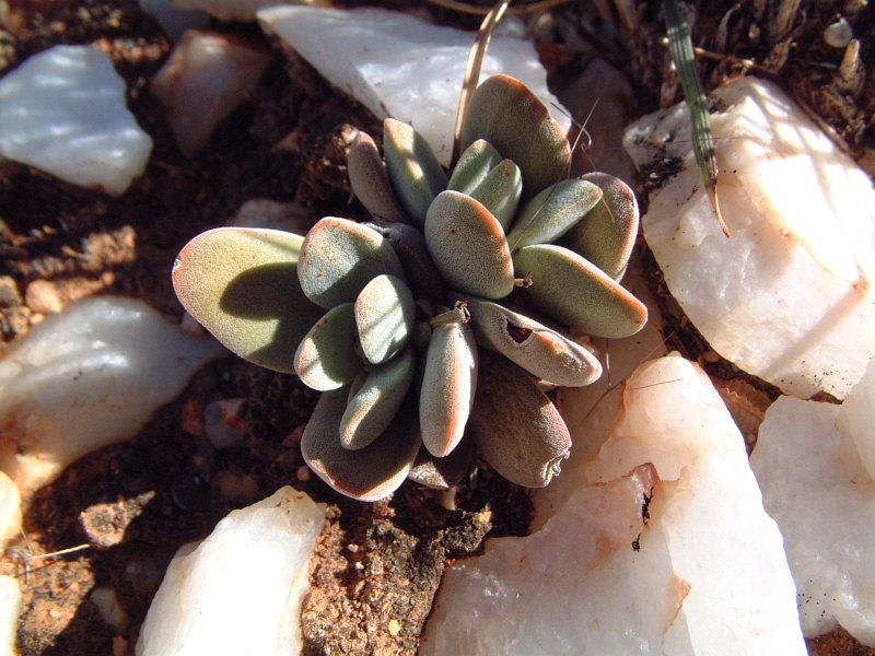 Crassula sericea  绣楼