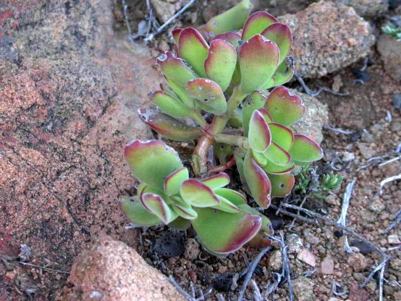 Crassula sericea  绣楼