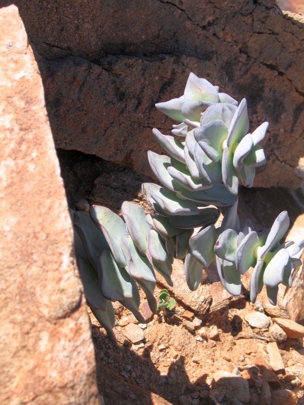 Crassula sladenii