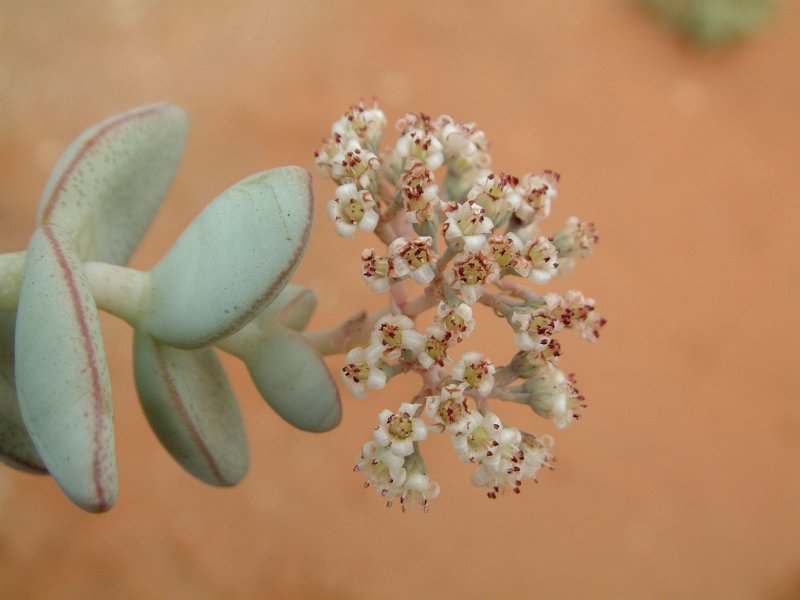 Crassula sladenii