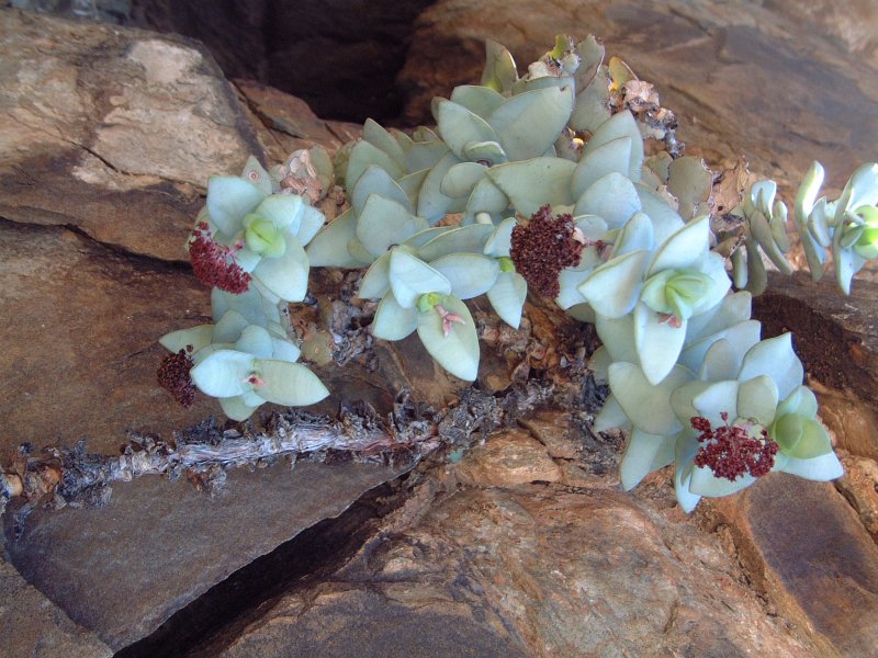 Crassula sladenii